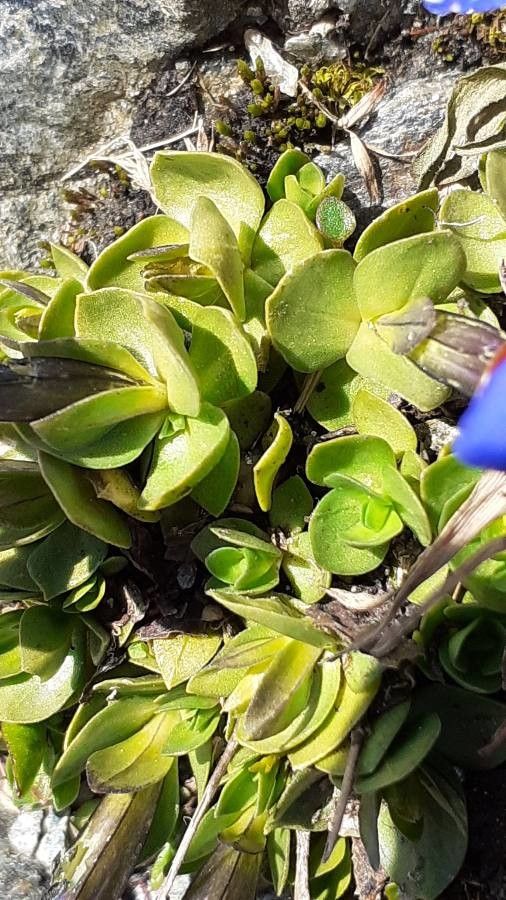 Gentiana schleicheri leaf