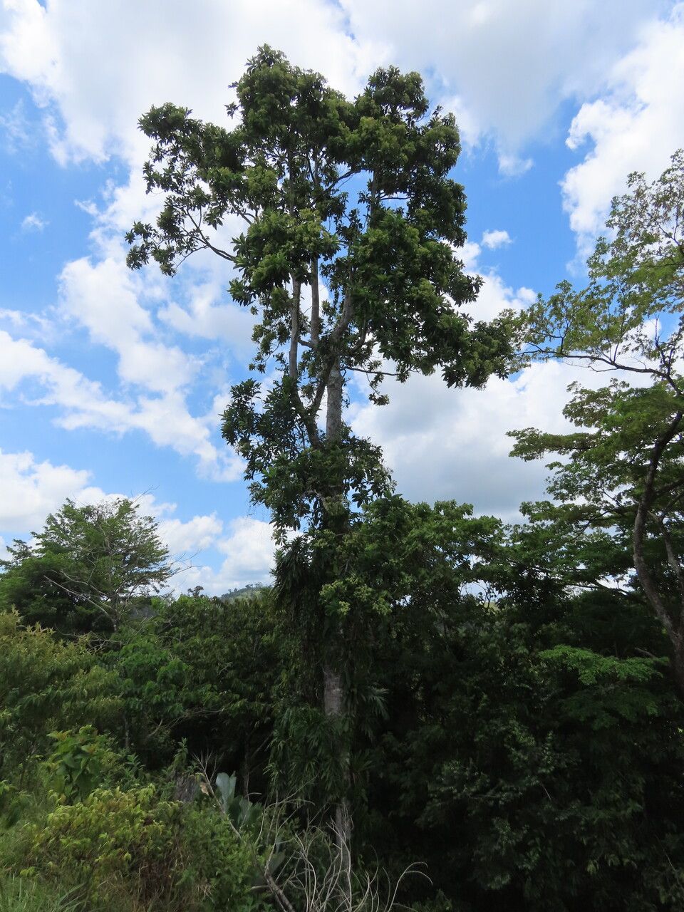 Hernandia didymantha habit