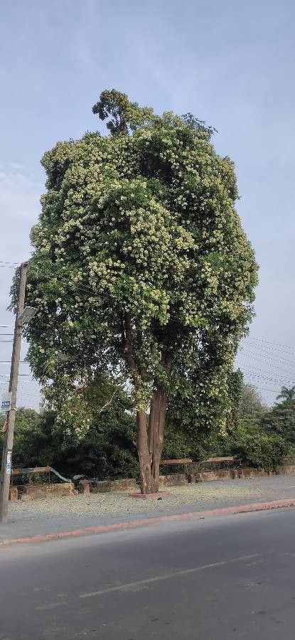 Alstonia angustifolia — related species from the same genus