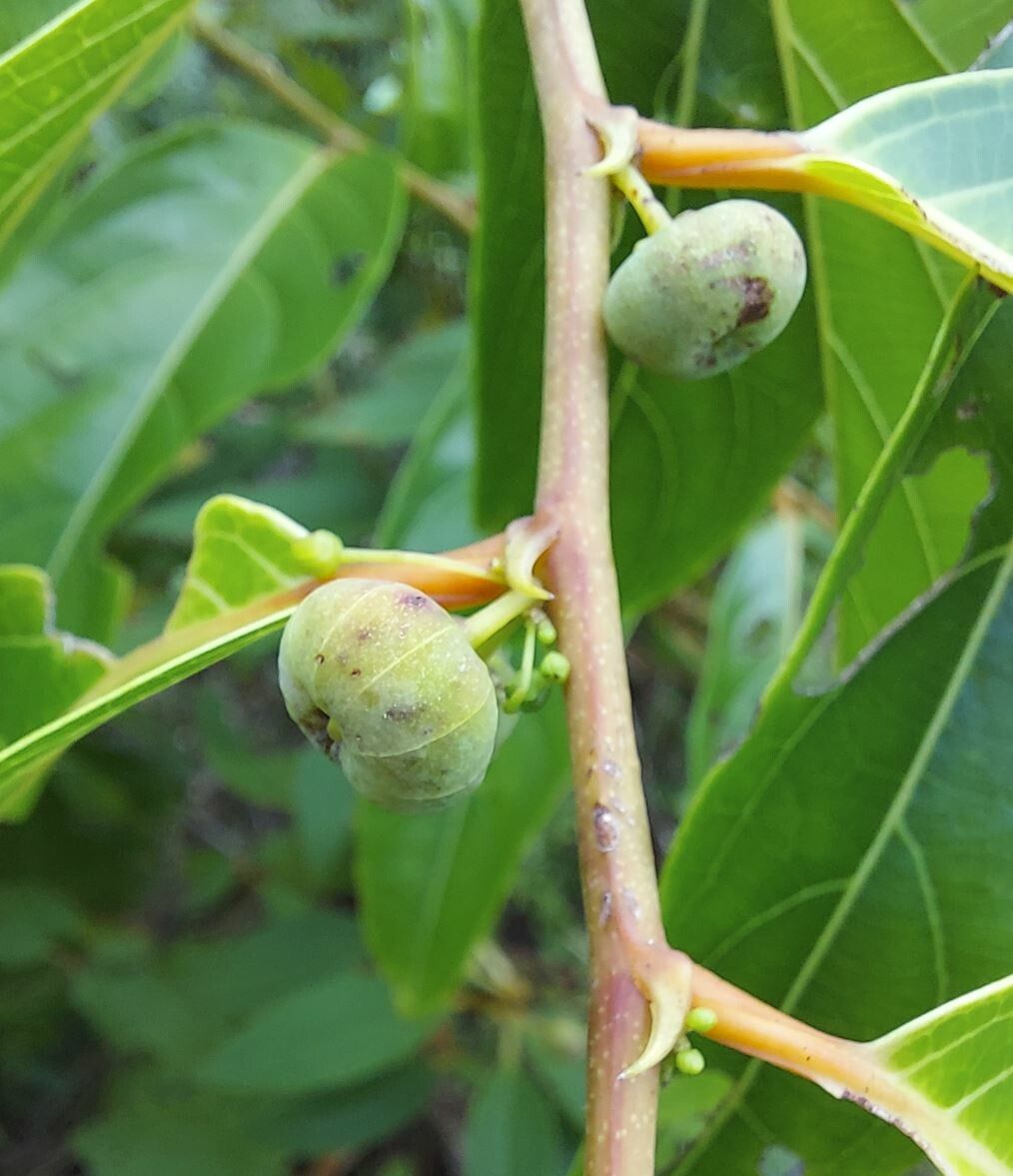 Glochidion caledonicum fruit