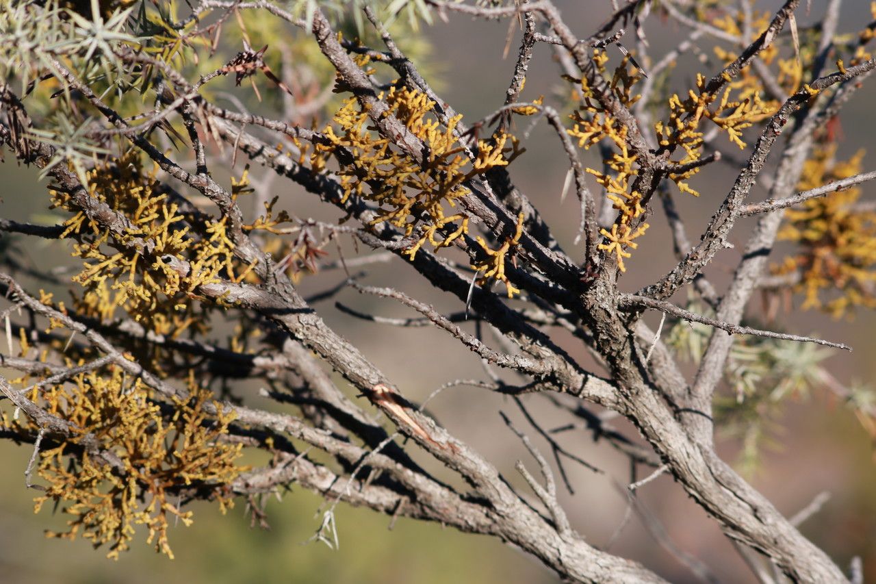 Arceuthobium oxycedri habit