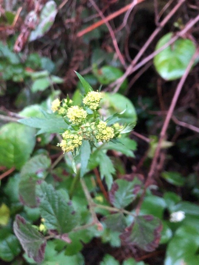 Sanicula crassicaulis flower