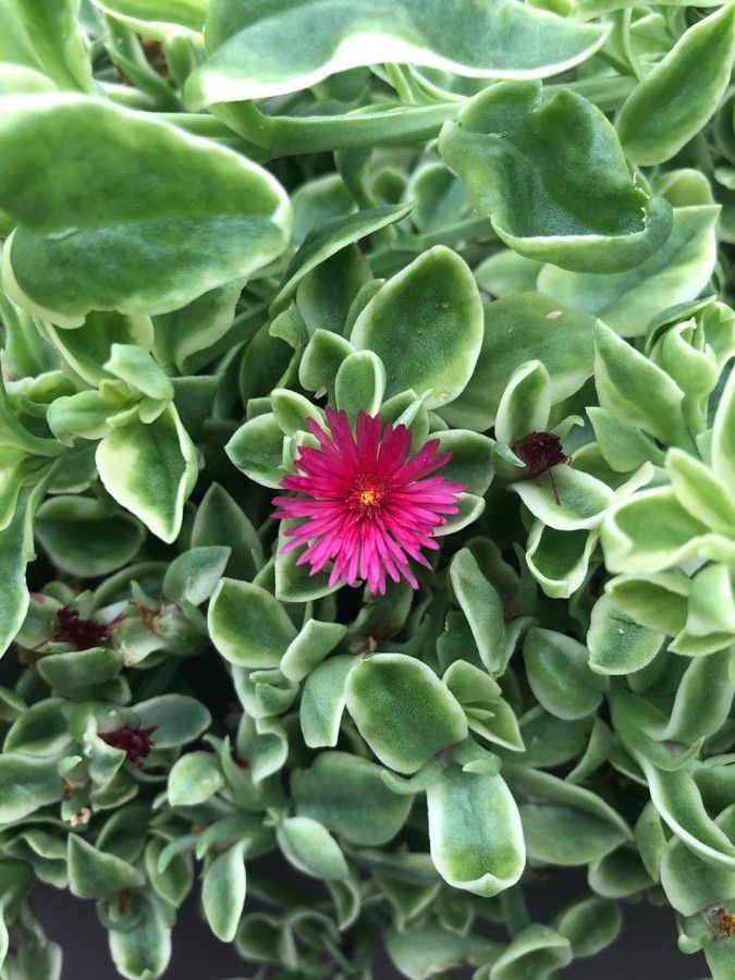 Mesembryanthemum cordifolium cv. 'Variegata' — search result for 'Mesembryanthemum'