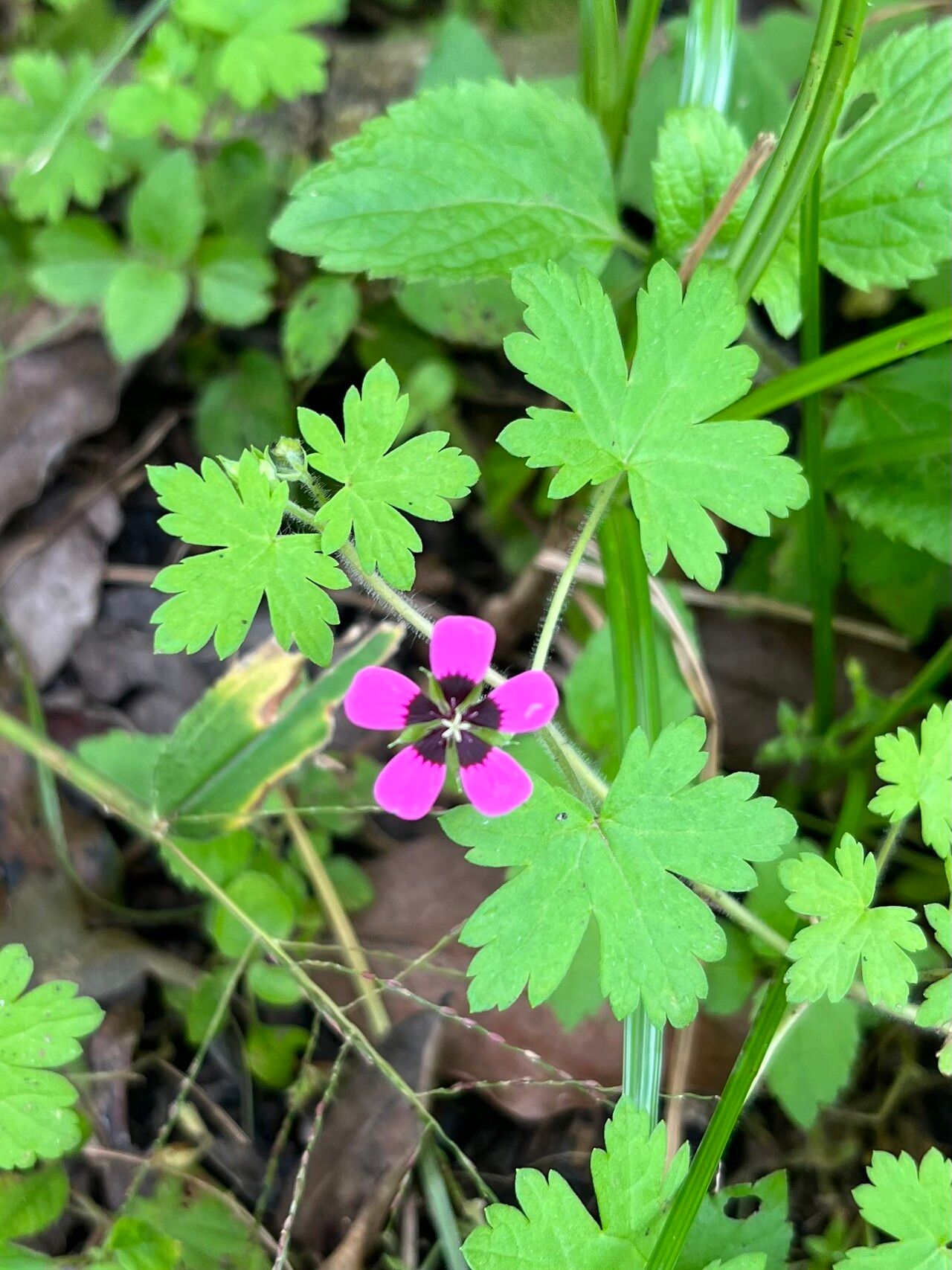 Geranium brevipes — houseplant care guide