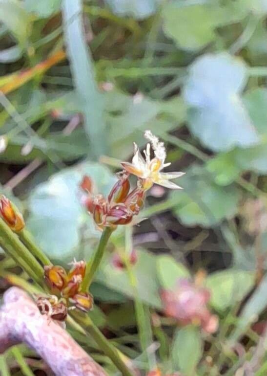 Juncus scheuchzerioides flower