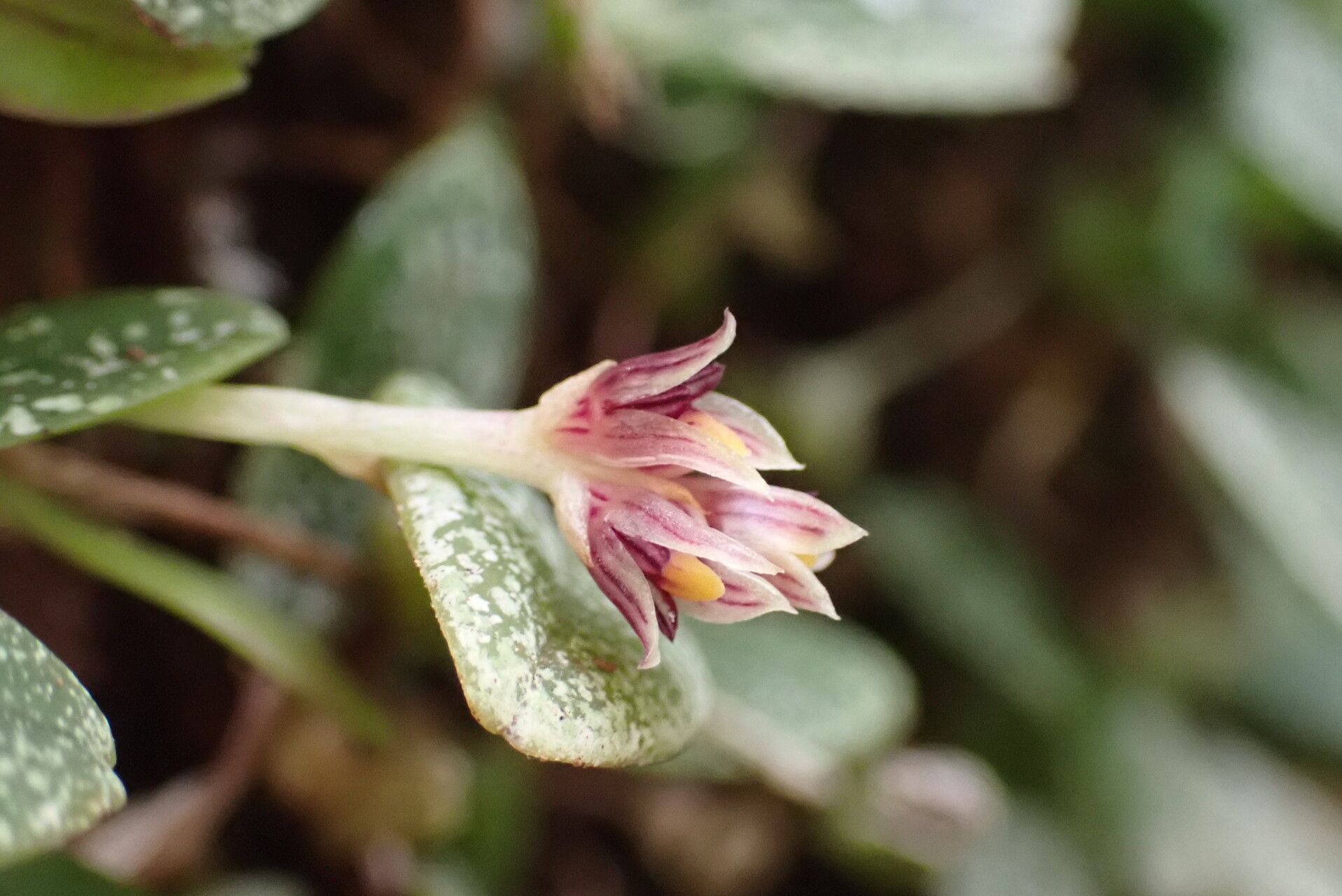 Bulbophyllum lyperocephalum flower