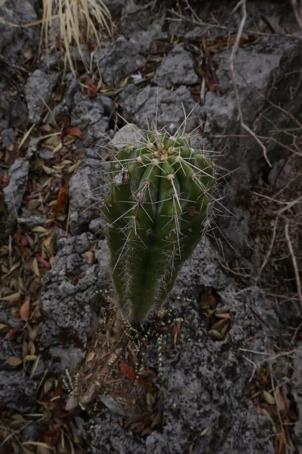 Stenocereus aragonii leaf