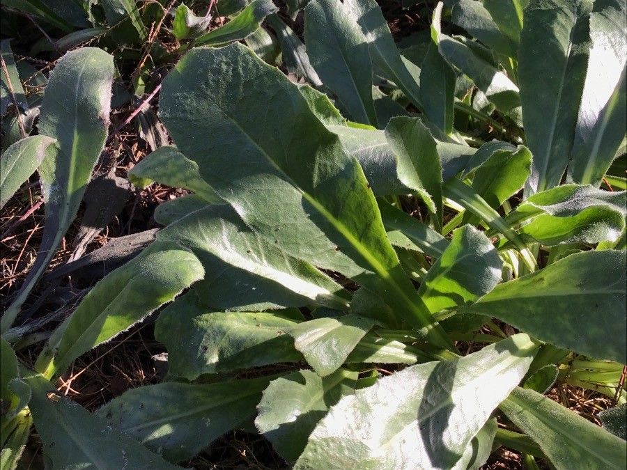 Crepis triasii — search result for 'Crepis'