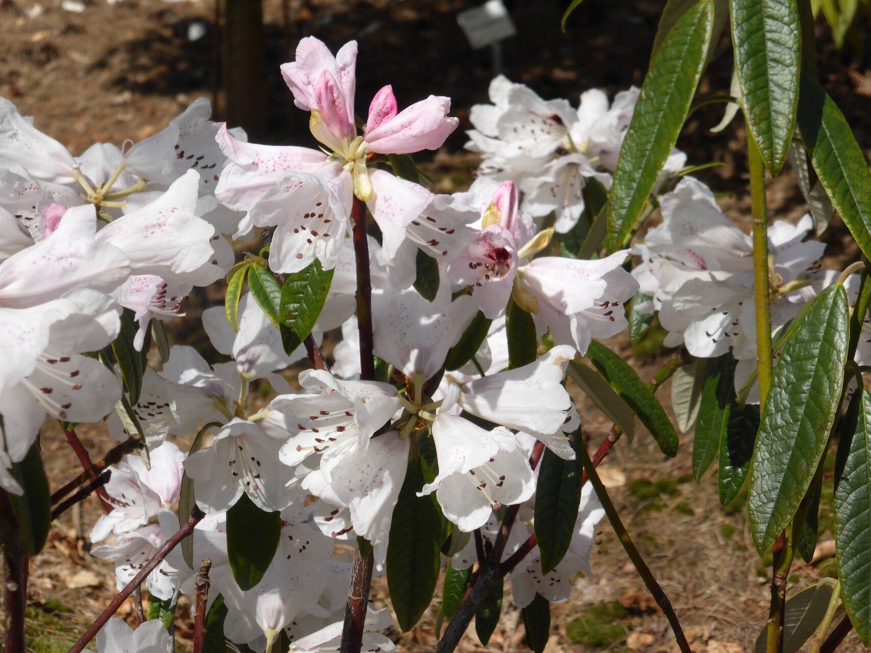 Rhododendron floribundum flower
