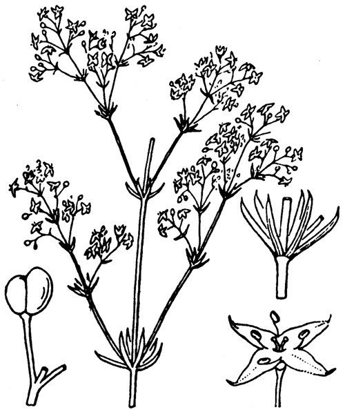 Galium cinereum other