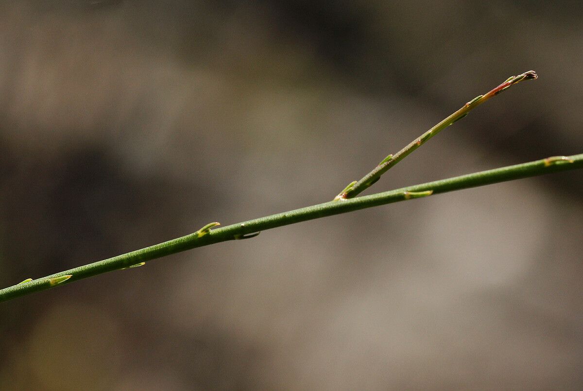 Wahlenbergia subaphylla bark
