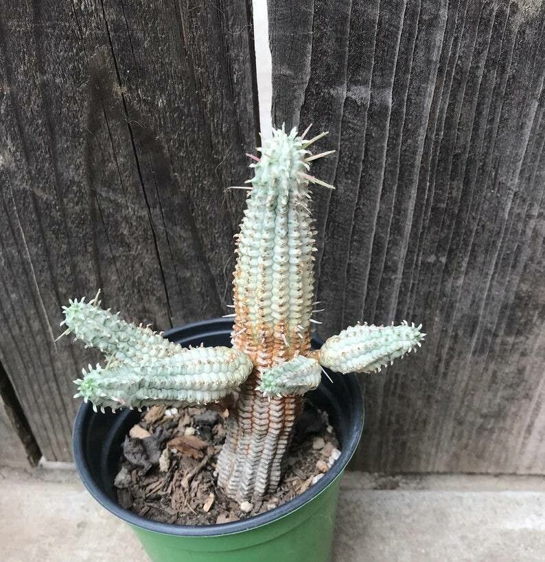 Euphorbia mammillaris bark
