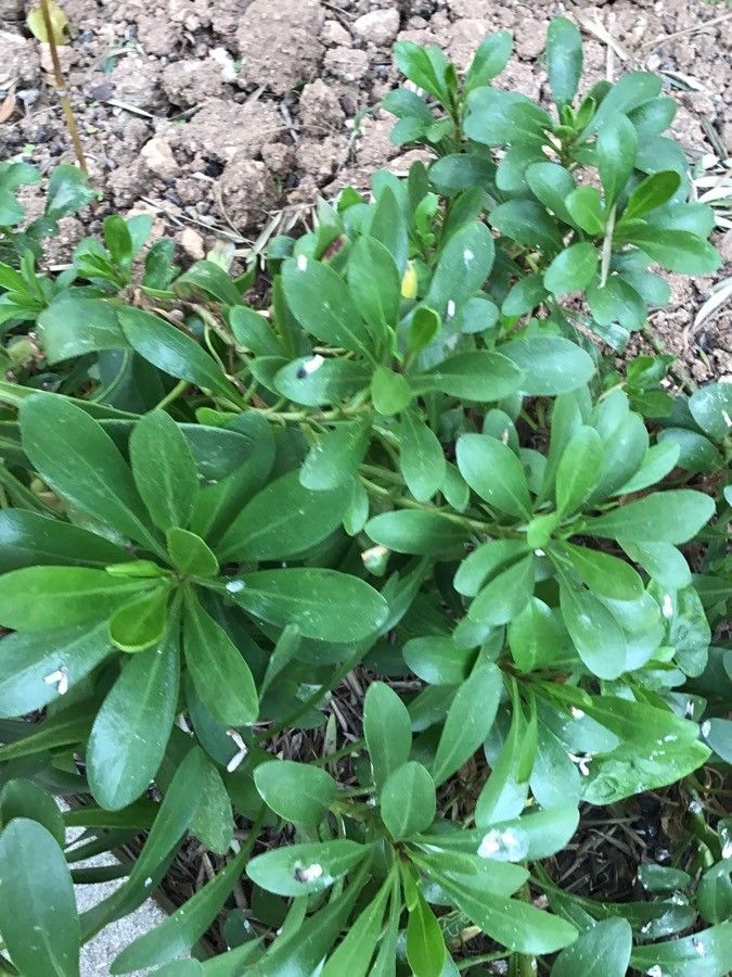 Cheirolophus crassifolius habit