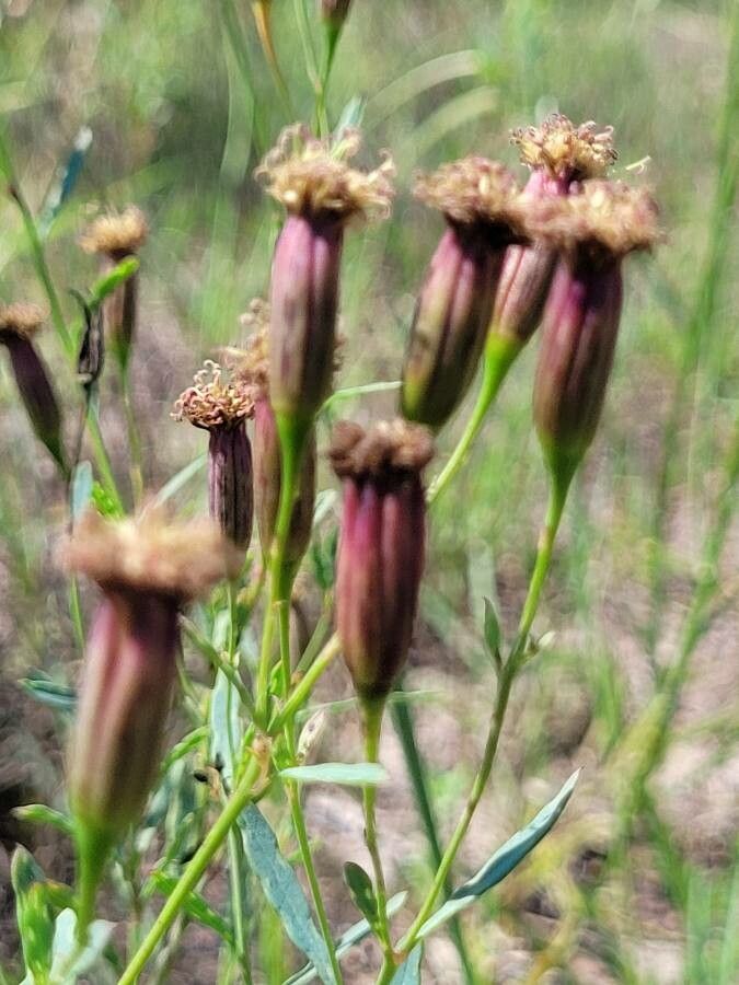 Porophyllum linaria flower