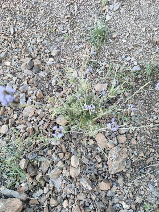 Salvia aegyptiaca flower