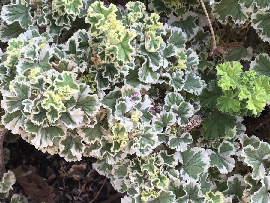 Pelargonium crispum leaf