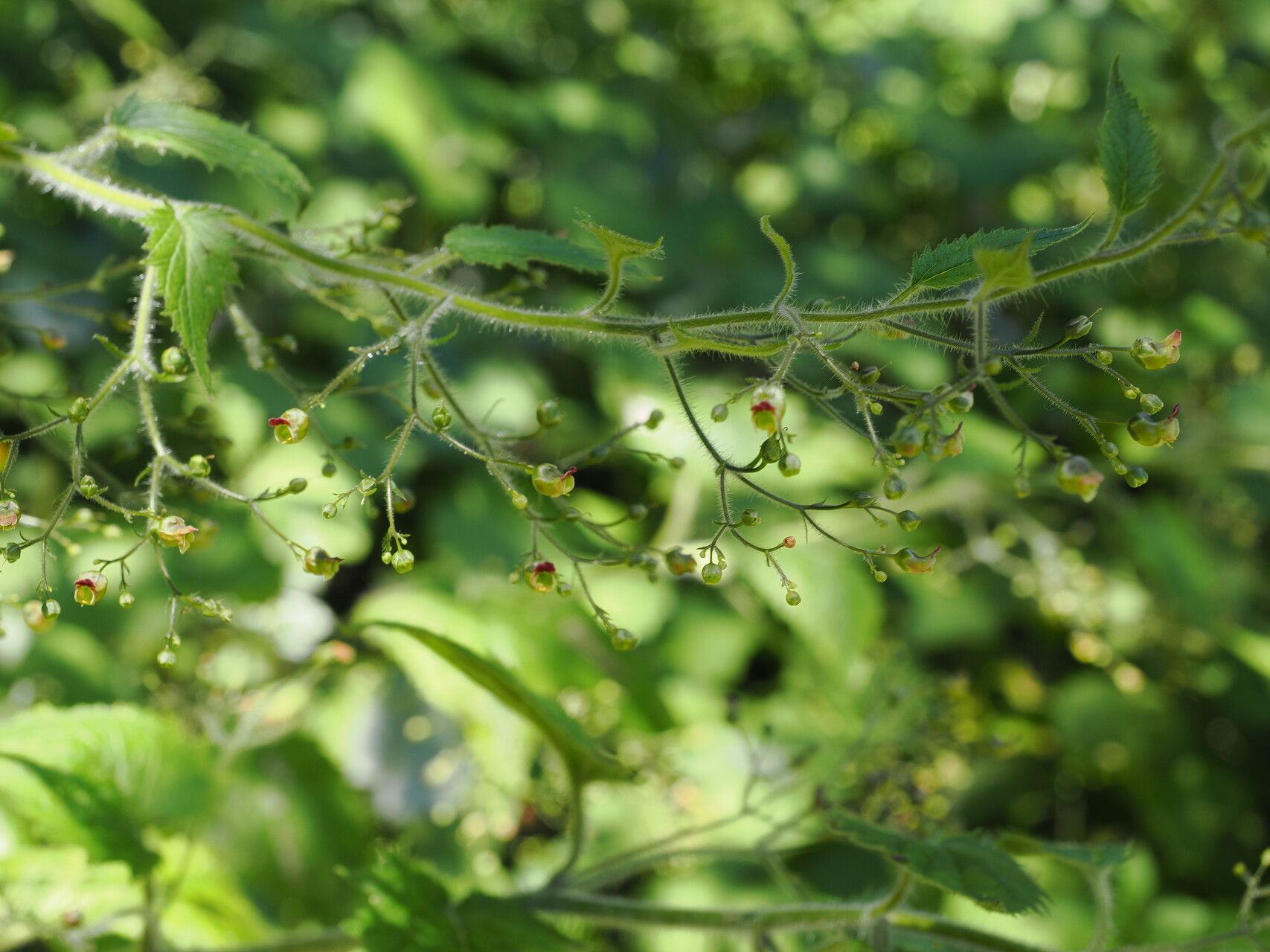 Scrophularia divaricata — search result for 'Scrophularia'