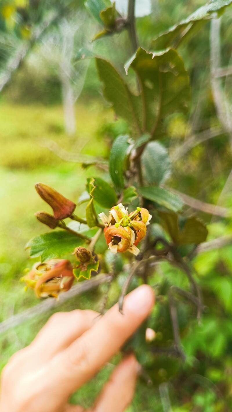 Passiflora kalbreyeri flower