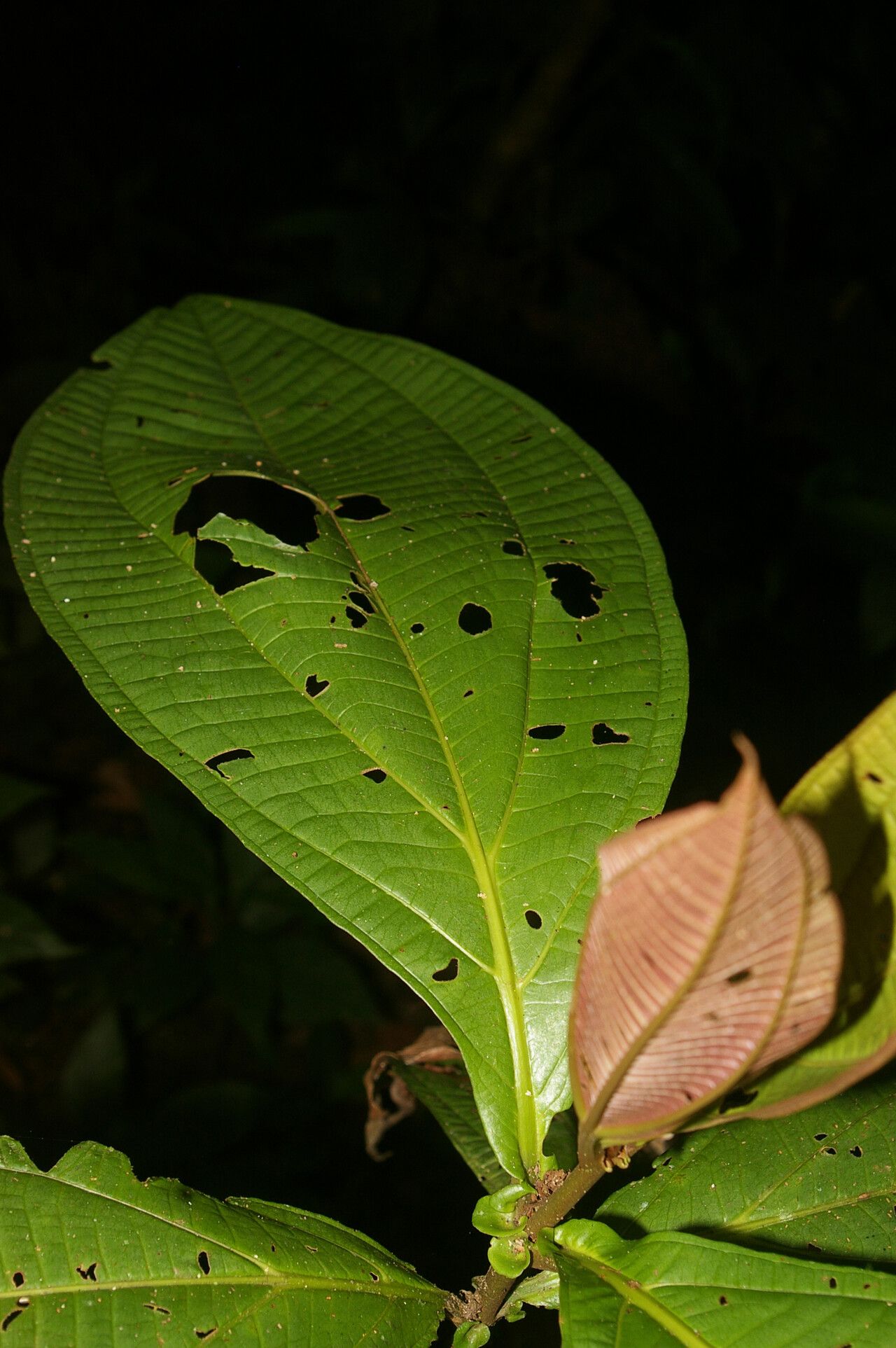 Miconia appendiculata — houseplant care guide