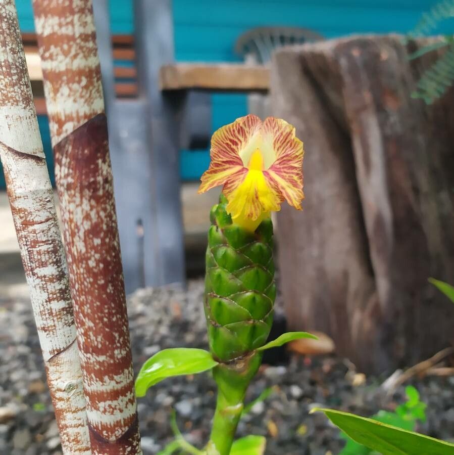 Costus pictus flower