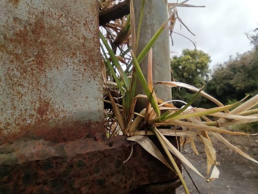Stenotaphrum dimidiatum leaf