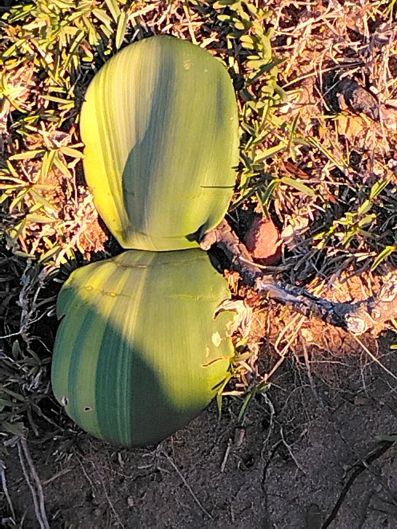 Haemanthus sanguineus — search result for 'Haemanthus'