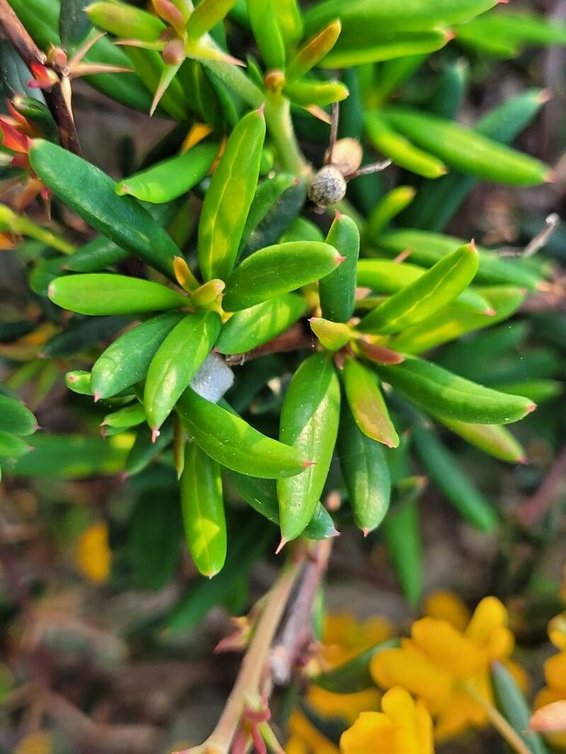 Berberis soulieana leaf