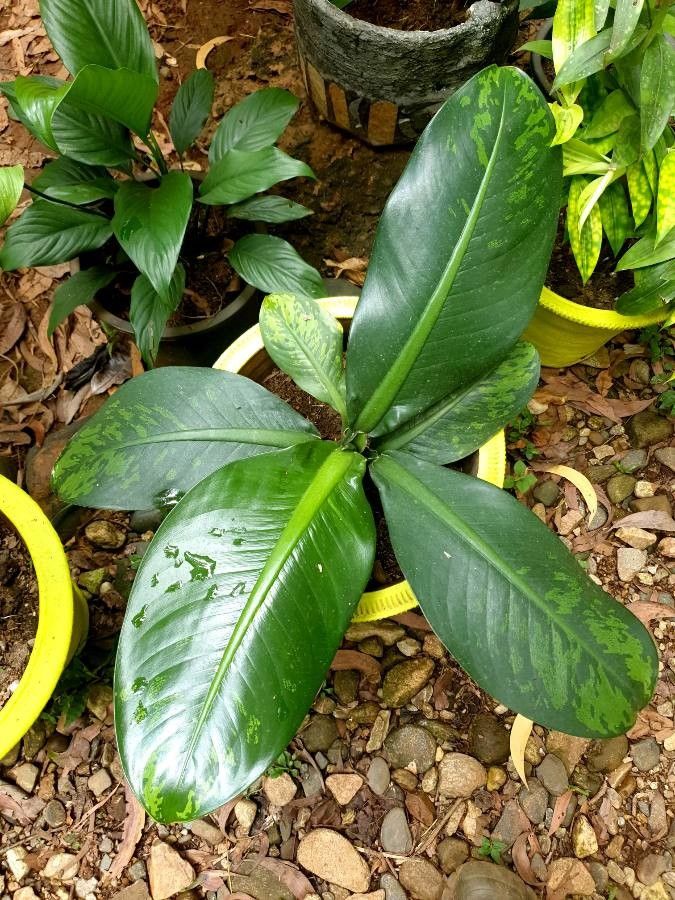 Dieffenbachia parlatorei habit