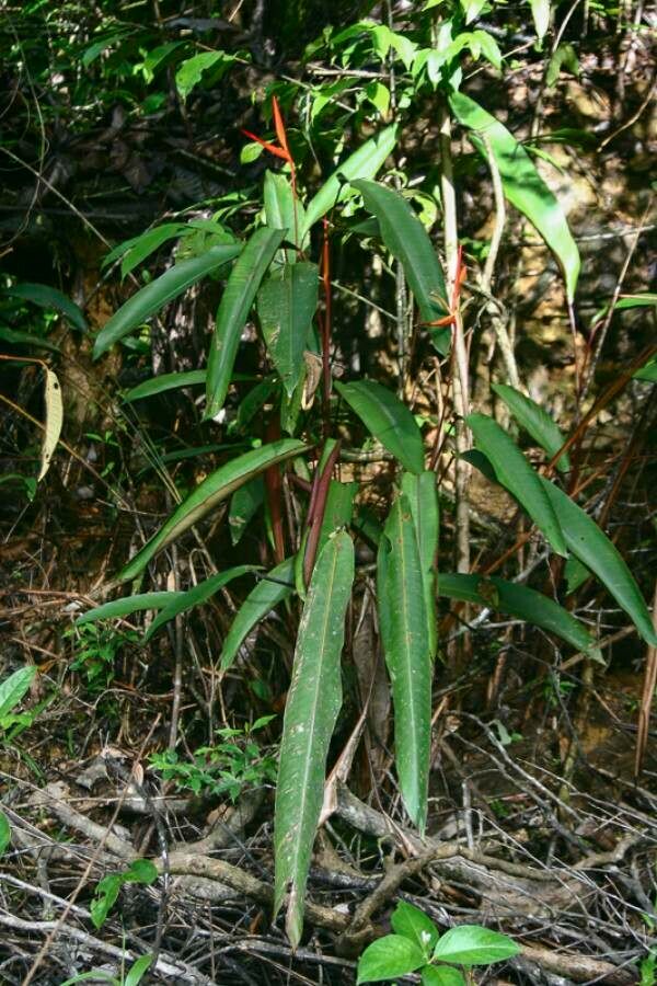 Heliconia acuminata — related species from the same genus