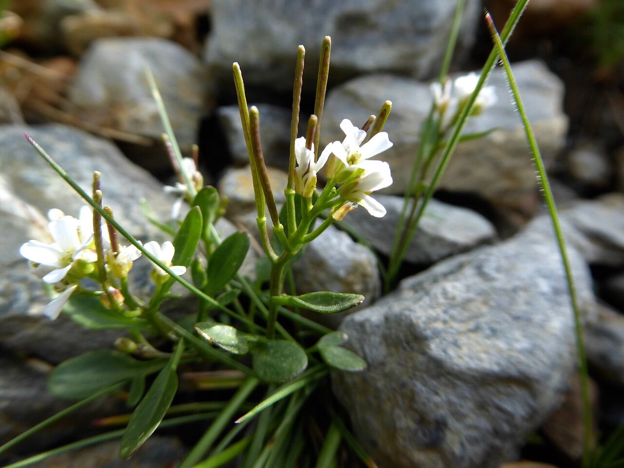Cardamine resedifolia fruit