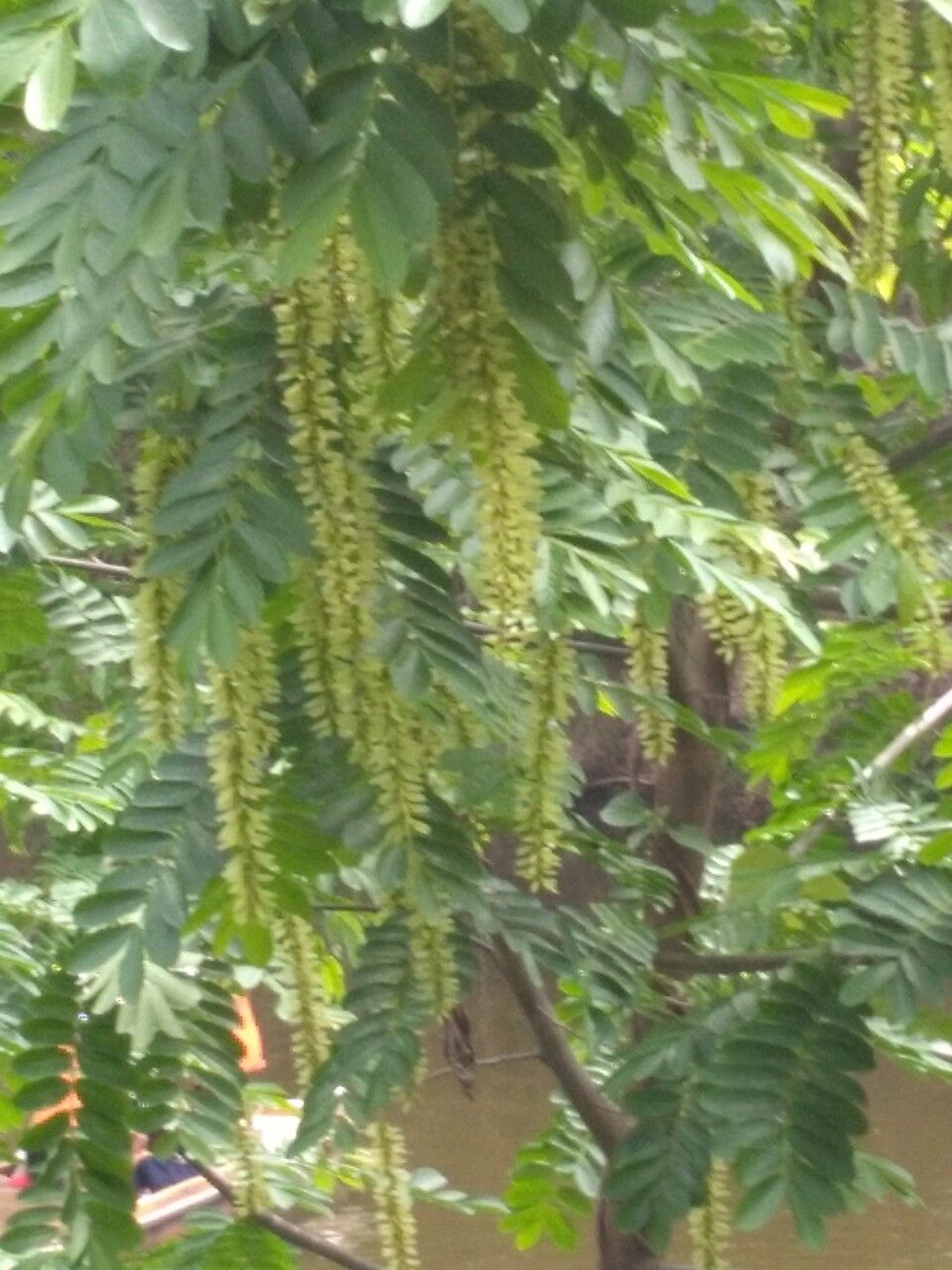 Pterocarya stenoptera fruit