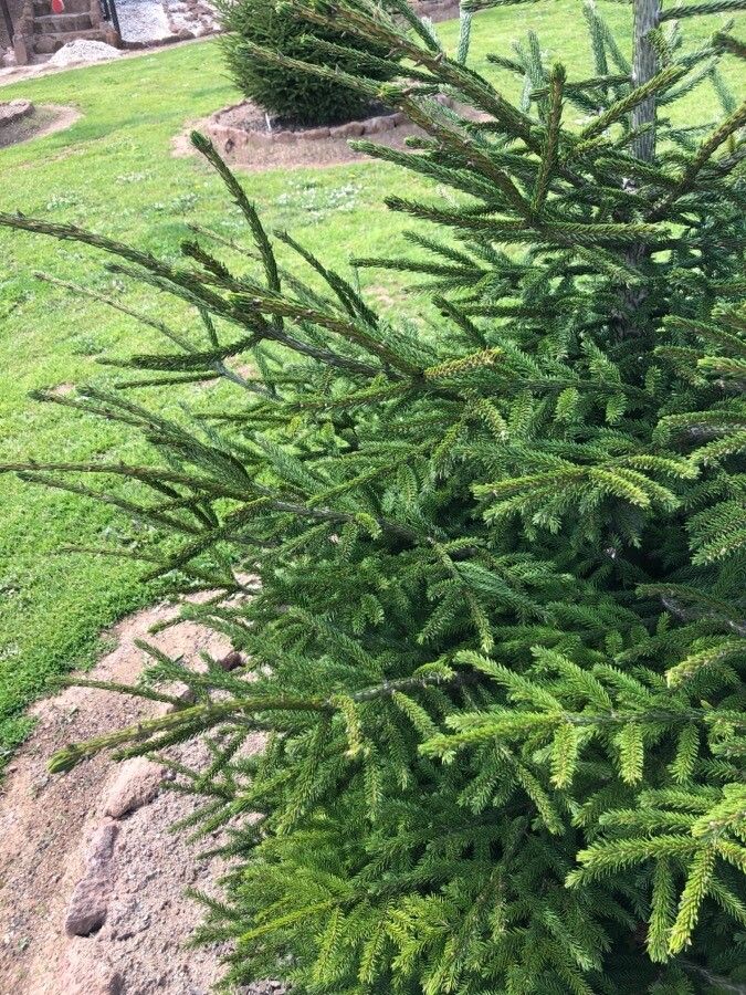 Picea orientalis