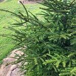 Picea orientalis