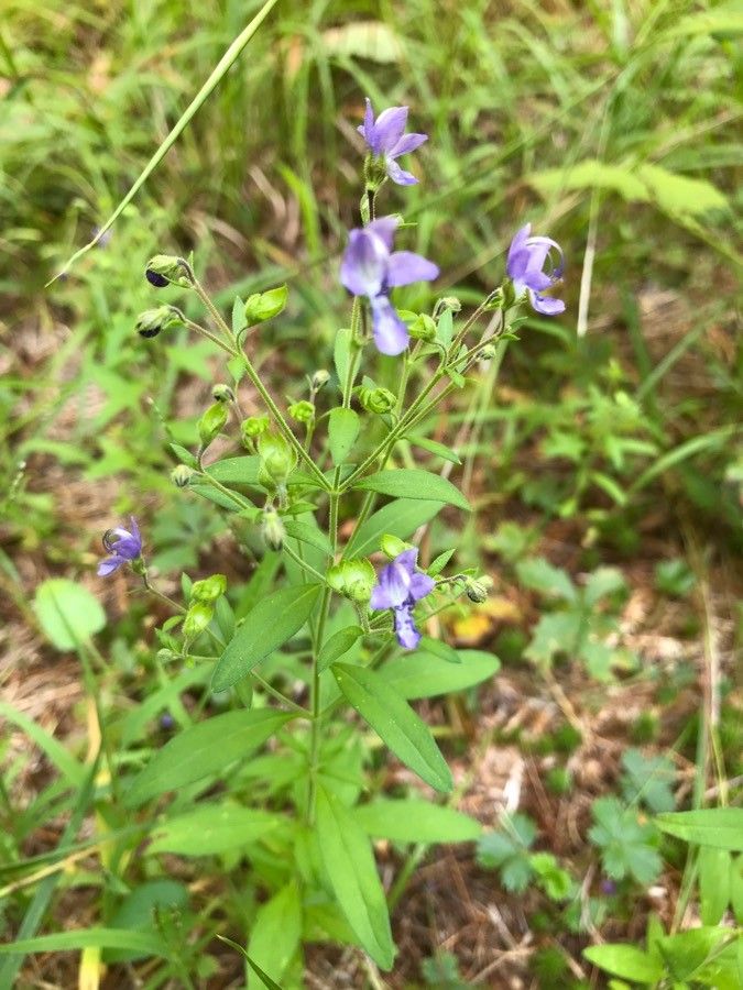 Agalinis purpurea leaf