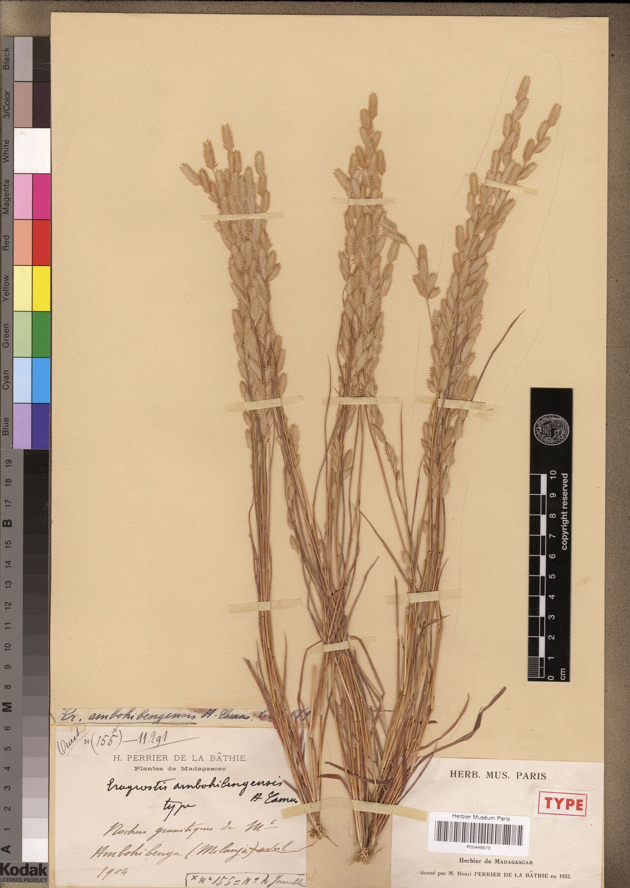 Eragrostis ambohibengensis — related species from the same genus