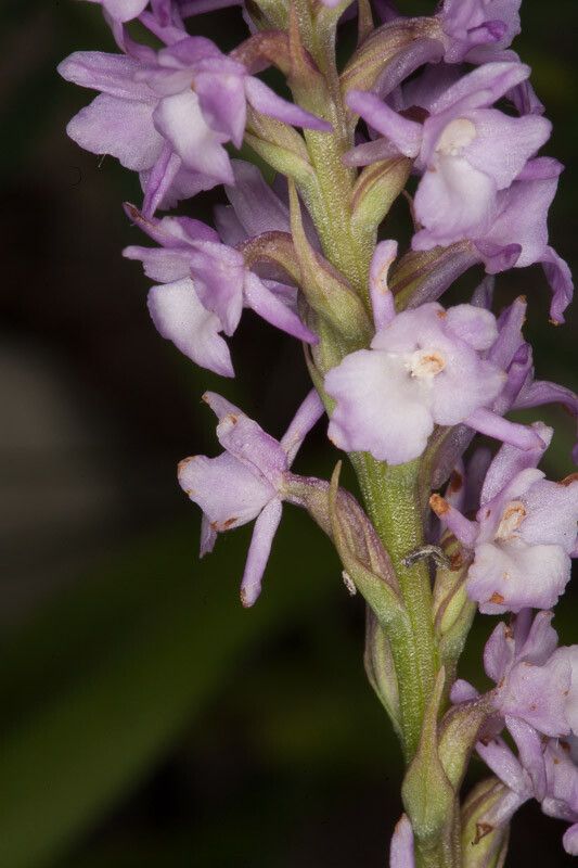 Gymnadenia odoratissima bark