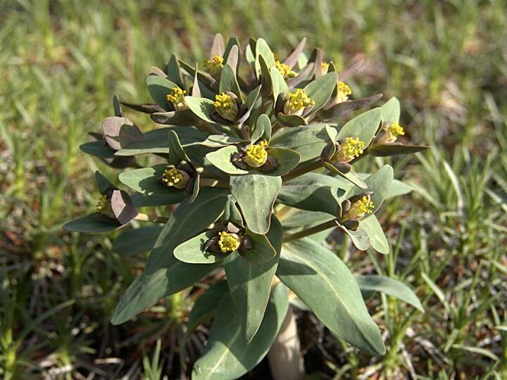 Euphorbia rapulum leaf