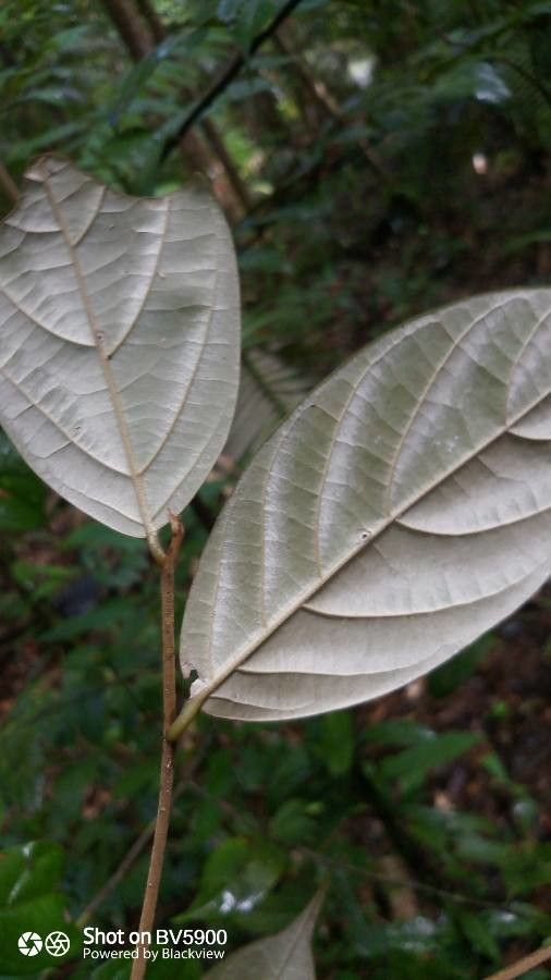 Ocotea argyrophylla — search result for 'Ocotea'