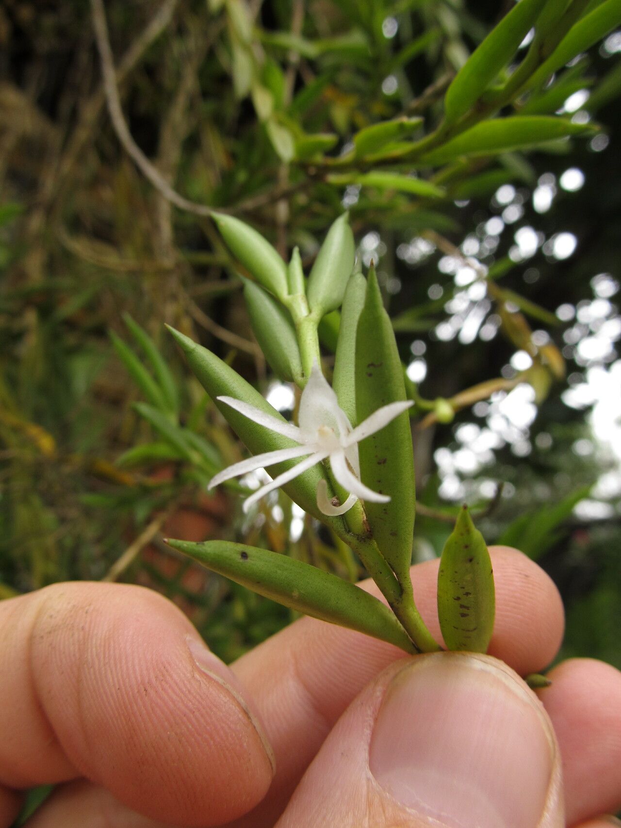 Angraecum doratophyllum — houseplant care guide
