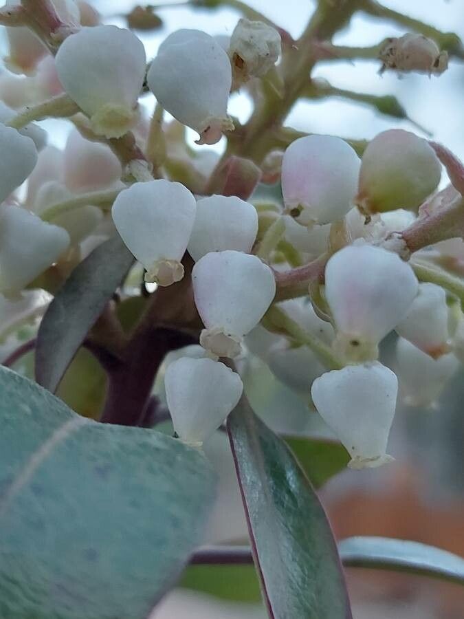 Arbutus xalapensis flower