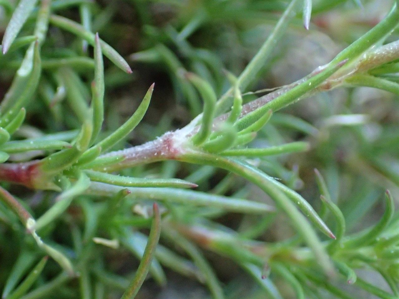Scleranthus perennis bark