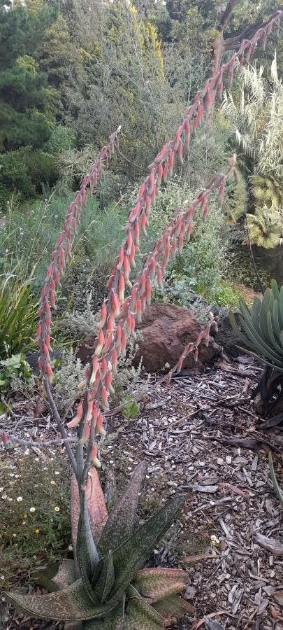 Gasteria excelsa flower