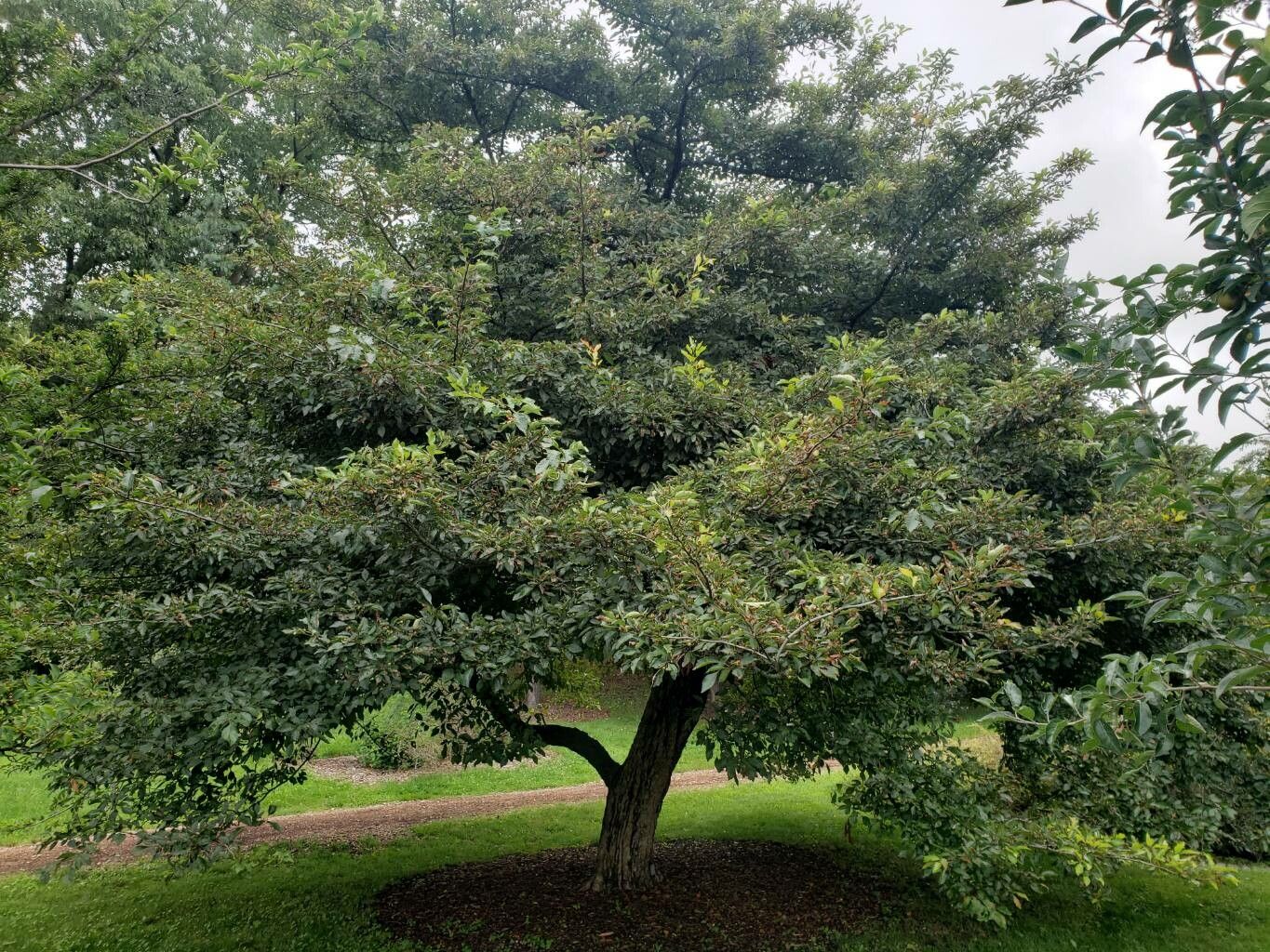 Crataegus nitida habit