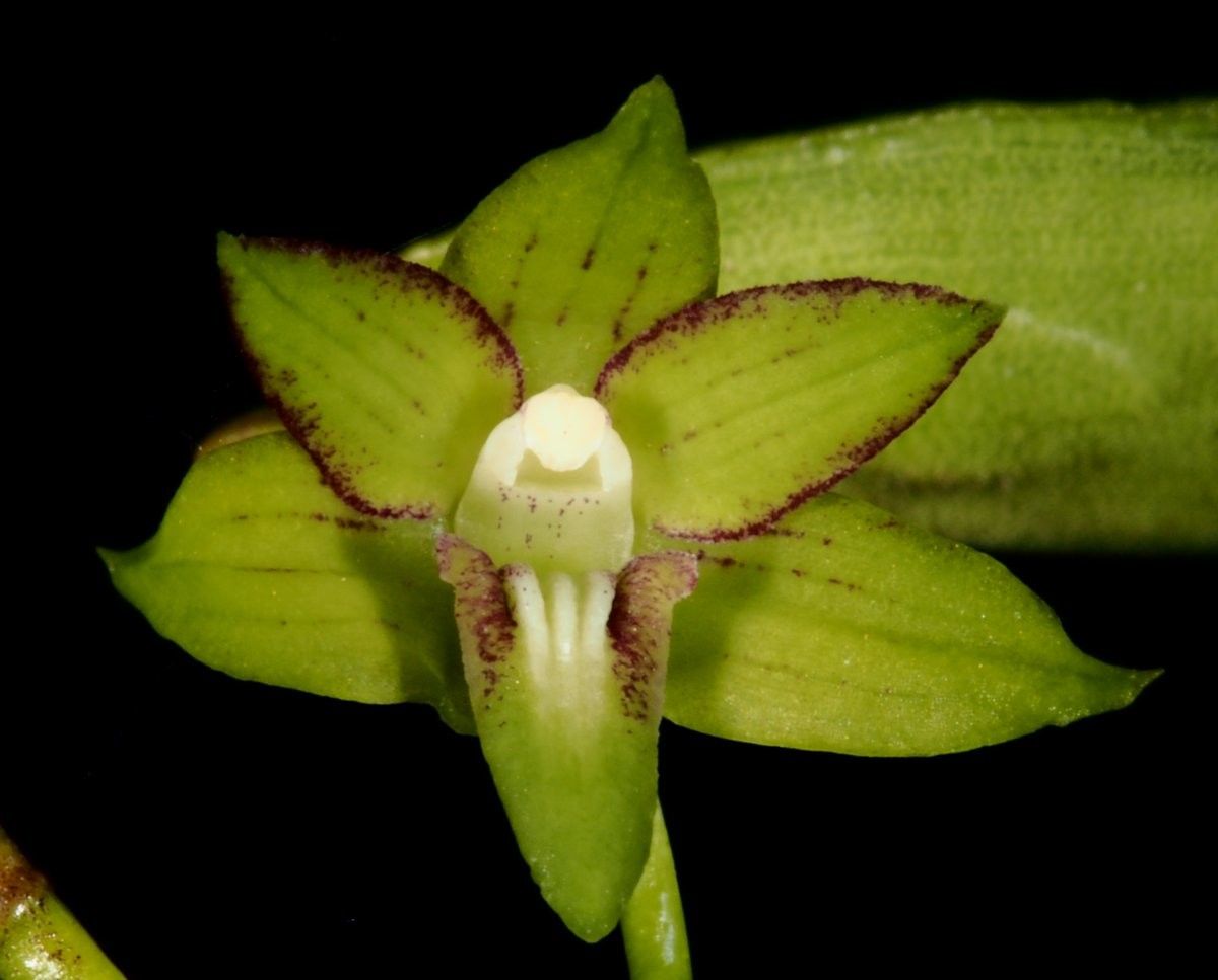 Dendrobium crassicaule fruit