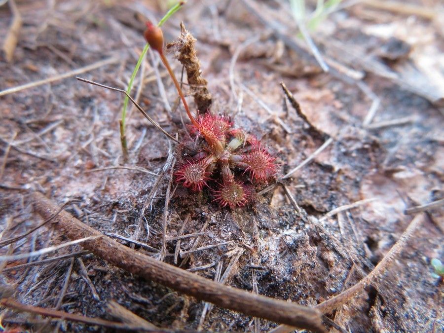 Drosera capillaris habit