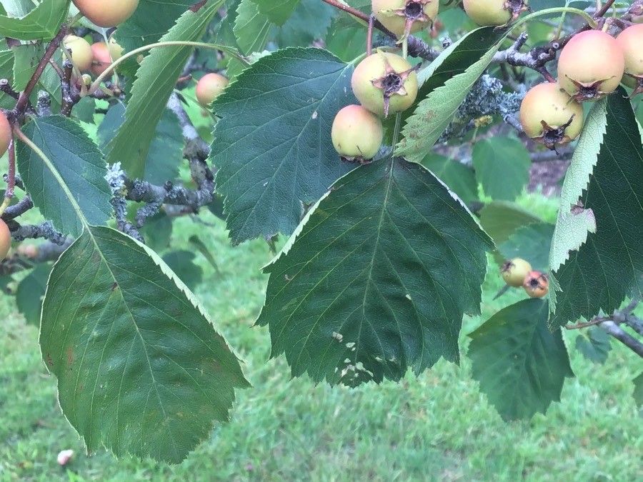 Crataegus ellwangeriana habit