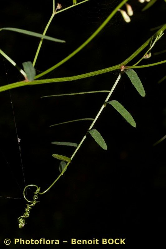 Vicia aphylla other