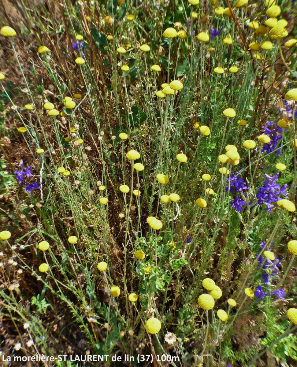 Cotula anthemoides flower