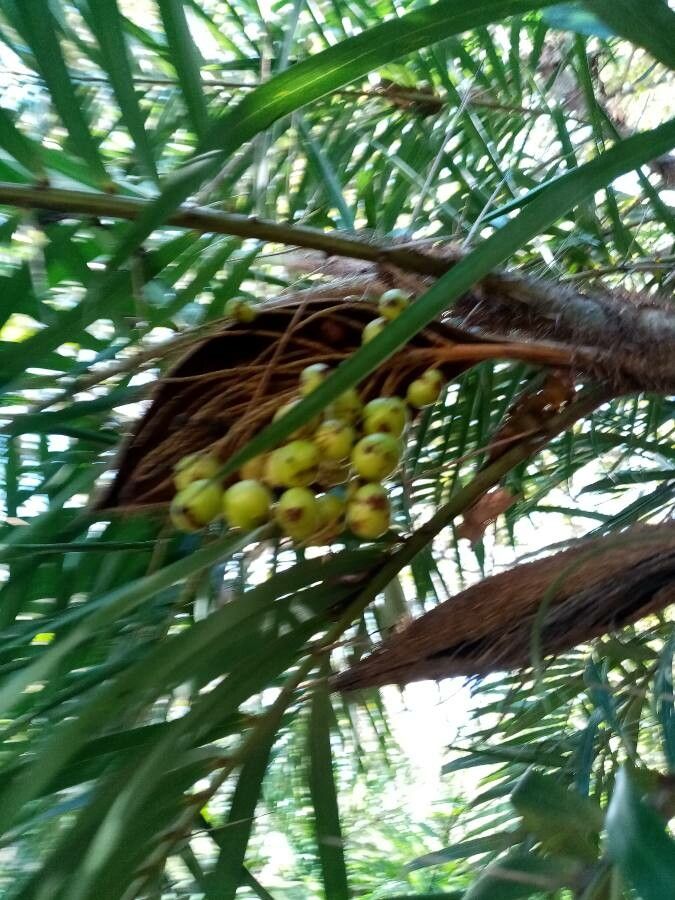 Bactris guineensis fruit