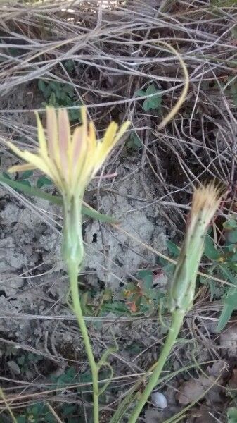 Scorzonera humilis flower